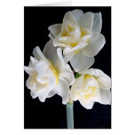 Fleur de Jonquil - 3:1 d'Ecclesiastes Cartes De Vœux