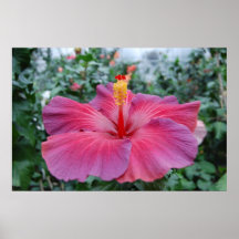 Fleur de ketmie posters