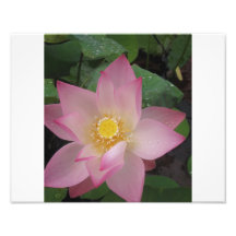 Fleur de Lotus rose Photo
