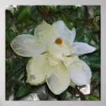 Fleur de magnolia posters
