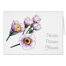 Fleur de Pasque Carte