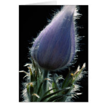 Fleur de Pasque, éclairée à contre-jour contre le  Cartes De Vœux