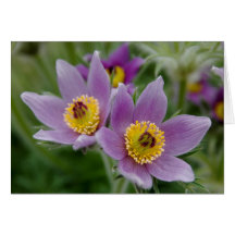 Fleur de Pasque (Pulsatilla) Carte De Vœux