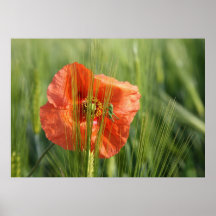 Fleur de pavot affiche