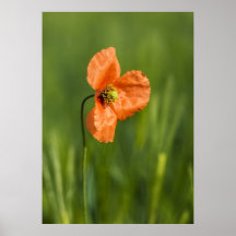 Fleur de pavot affiches