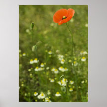 Fleur de pavot posters