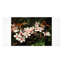 Fleur de prune d'avril cartes de vœux avec photo
