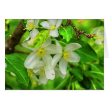 fleur de ressort cartes