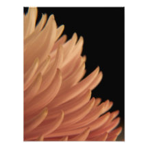 Fleur de rose de chrysanthème de maman photos sur toile
