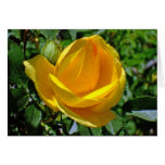 Fleur de rose de thé en jaune cartes
