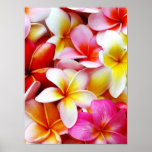Fleur d'Hawaï de Frangipani de Plumeria customisée Posters