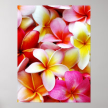 Fleur d'Hawaï de Frangipani de Plumeria customisée Posters