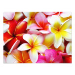 Fleur d'Hawaï de Frangipani de Plumeria customisée Photographe