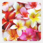 Fleur d'Hawaï de Frangipani de Plumeria customisée Stickers Carrés