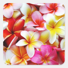 Fleur d'Hawaï de Frangipani de Plumeria customisée Stickers Carrés