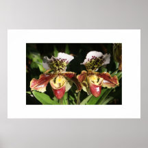 Fleur d'orchidée posters