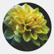 Fleur et signification de dahlia autocollants