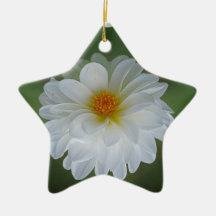 Fleur et signification de dahlia décoration de noël