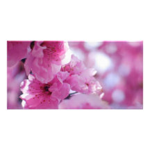 Fleur fleurissante de prunier cartes avec photo