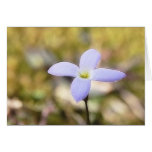 Fleur gracieuse de Bluet Carte De Vœux