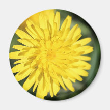 Fleur jaune aimants pour réfrigérateur