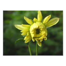Fleur jaune art photographique