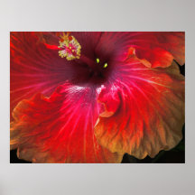fleur jaune rouge affiche
