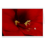 Fleur orange d'amaryllis carte de vœux