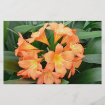 Fleur orange de lis de Bush ou lis natal Prospectus En Couleur