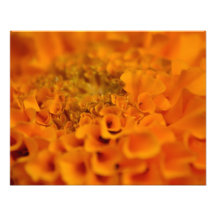 Fleur orange de souci impression photo