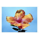 Fleur orange et rose, ketmie hybride faire-parts