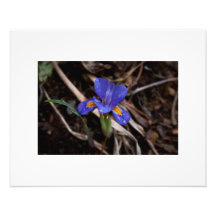 Fleur Photos D’art