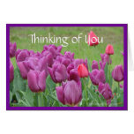 Fleur pourpre de tulipes pensant à vous modèle de 