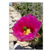 Fleur rose de cactus de hérisson carte