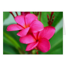 Fleur rose de Hawaïen de Frangipani de Plumeria Cartes De Vœux