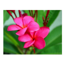Fleur rose de Hawaïen de Frangipani de Plumeria Cartes Postales
