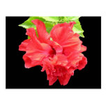 Fleur rouge brillante de ketmie carte postale