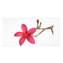 Fleur rouge de Frangipani Photocarte Personnalisée