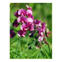 Fleur sauvage de Doux-pois Cartes Postales