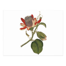 Fleur vintage de passion carte postale