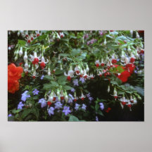 Fleurs accrochantes rouges de beautés affiches