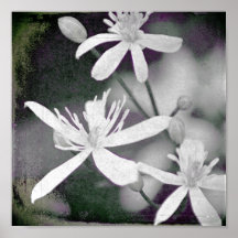 Fleurs blanches posters