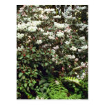 Fleurs blanches de Bush de rhododendron Cartes Postales