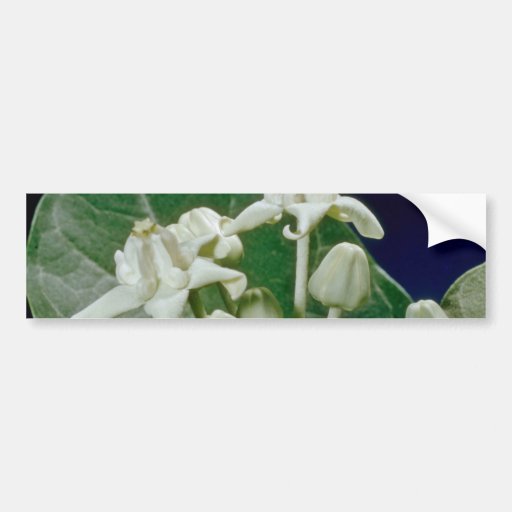 fleurs blanches de fleur de couronne (gigantea de  adhésifs pour voiture