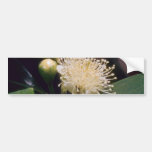 fleurs blanches de goyave (catteianum de Psidium) Adhésif Pour Voiture