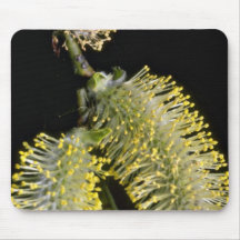 Fleurs blanches et jaunes de plan rapproché de cha tapis de souris