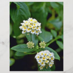 Fleurs blanches groupées avec les centres jaunes prospectus
