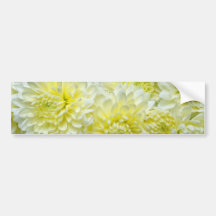 fleurs blanches jaunes de chrysanthèmes adhésifs pour voiture