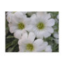 Fleurs blanches postcards