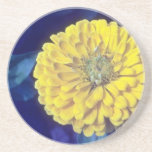 fleurs communes jaunes de Zinnia (elegans de Zinni Dessous De Verres